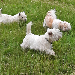 3 hunde i godt selskab udenfor i den friske luft